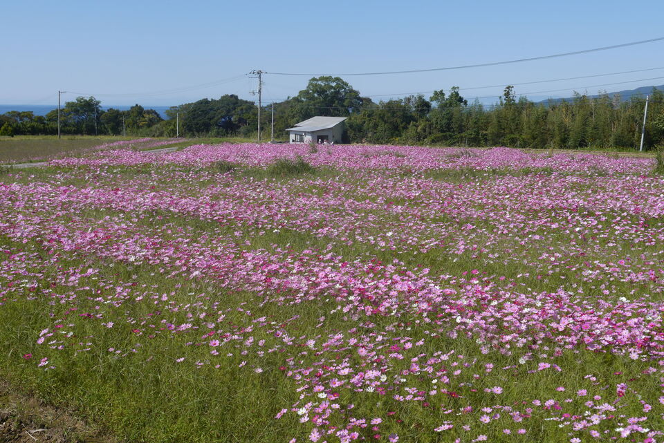 奈半利町平地区のコスモス畑