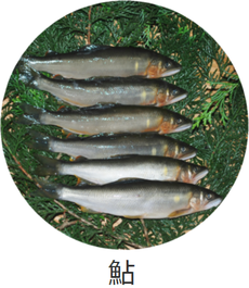 鮎
